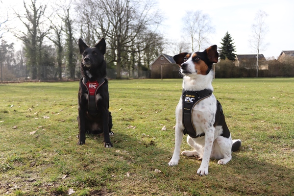 Twee honden naast elkaar met een Julius-K9 hondentuig